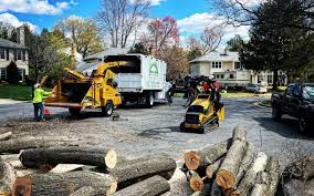 How Our Tree Care Process Works  in River Hills, WI